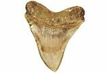 Serrated, Fossil Megalodon Tooth - Indonesia #214803-2